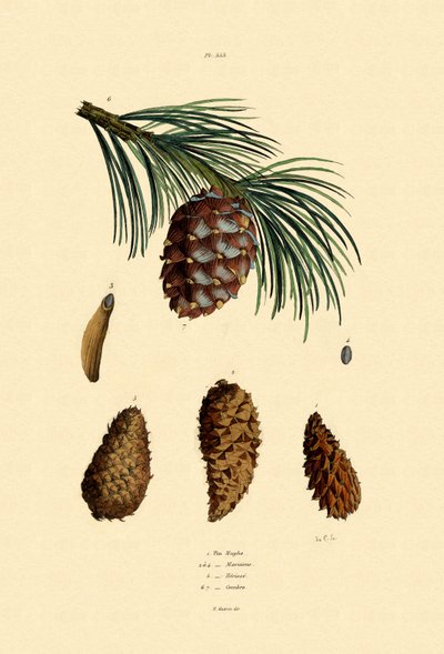 Mountain Pine by French School